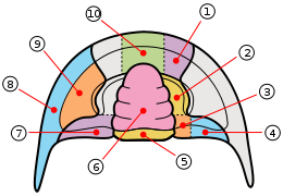 Brain Sketch With Lobes Outline Svg - ClipArt Best