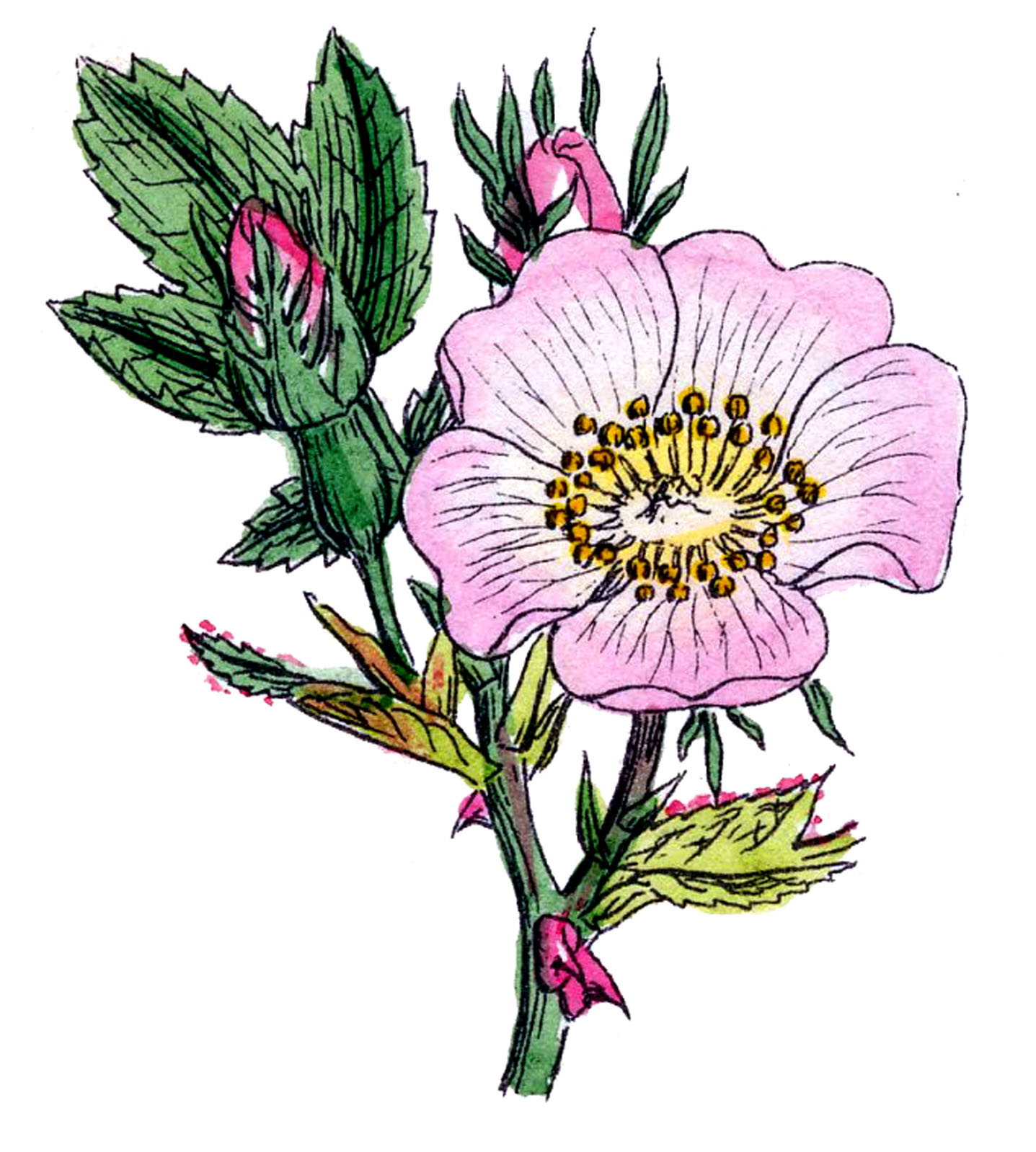 Vintage Botanical Graphics - Wild Roses - The Graphics Fairy