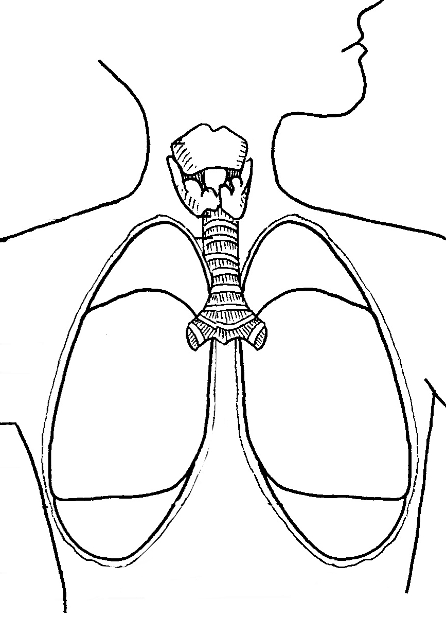 Respiratory System Drawing - Anatomy Human Chart