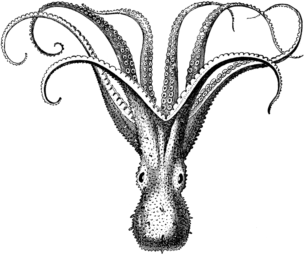 Cuttlefish Drawing - ClipArt Best