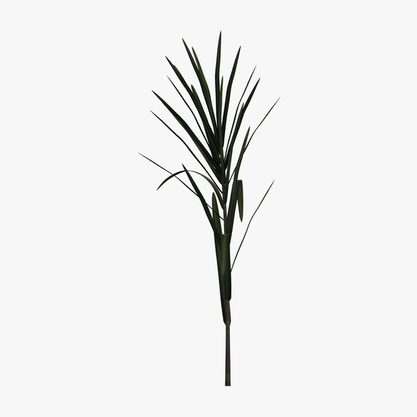 Sugarcane Stalk 3D Model Made with 123D MeshMixer