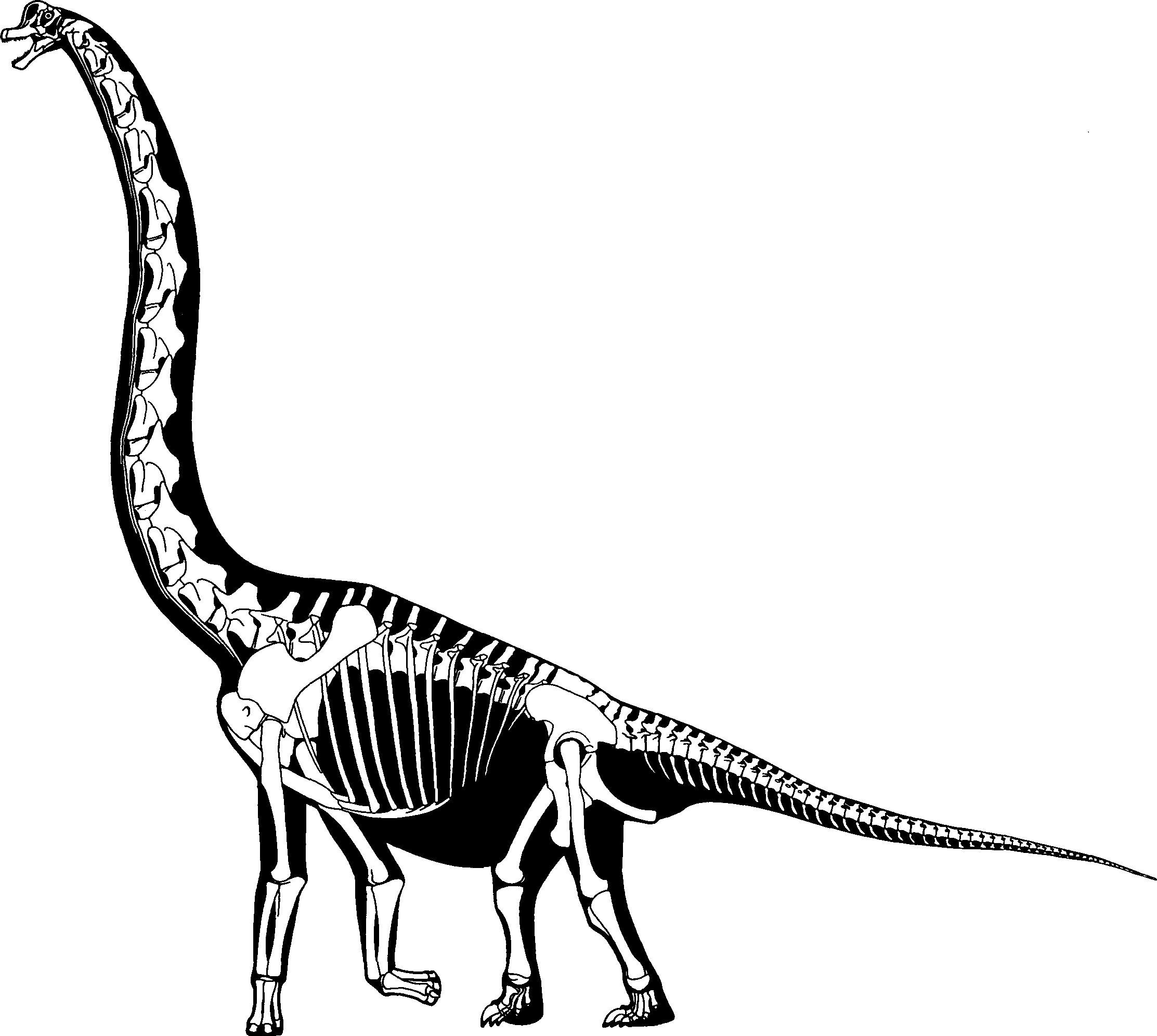August | 2009 | Sauropod Vertebra Picture of the Week
