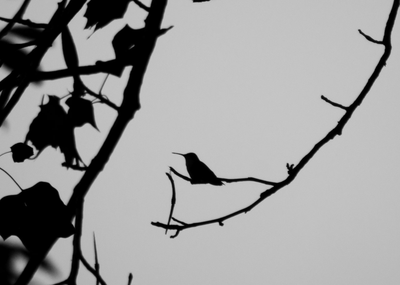 Nature Silhouette Hummingbirds 3840x2400 Wallpaper Art Hd on ...