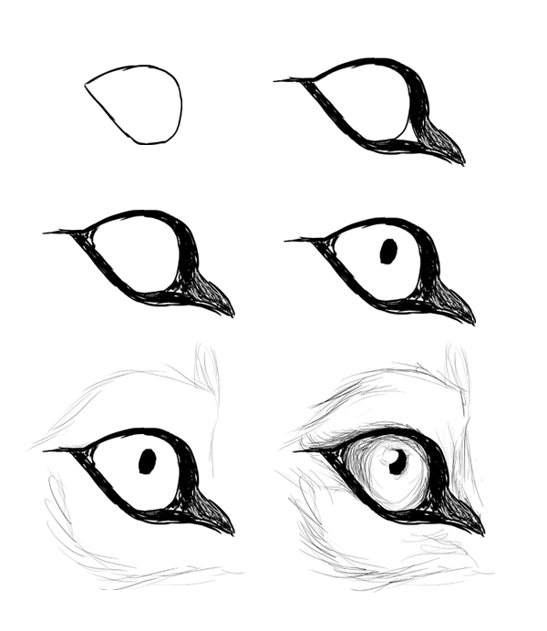 How to Draw Animals: Dogs and Wolves, and Their Anatomy