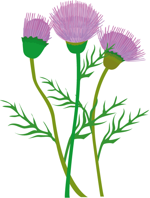 clip arts of summer flower3-Material of flower-illpop com