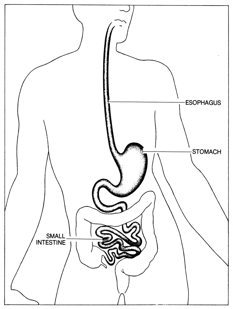Stomach Clip Art Download
