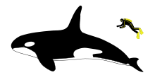 Pics For > Killer Whale Outline