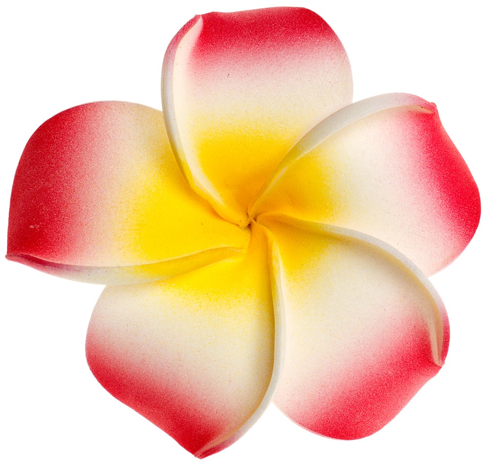 Plumeria Images