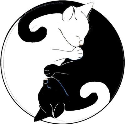Yin-yang cats graphic - Photo - The Spotlight Inspiration Room ...