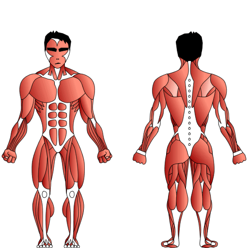 The Skeletal Muscle System of the Human Body