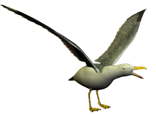 R11+-+Seagull+-+05.png