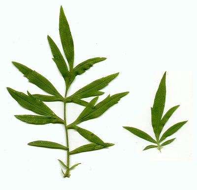 Ratibida pinnata page