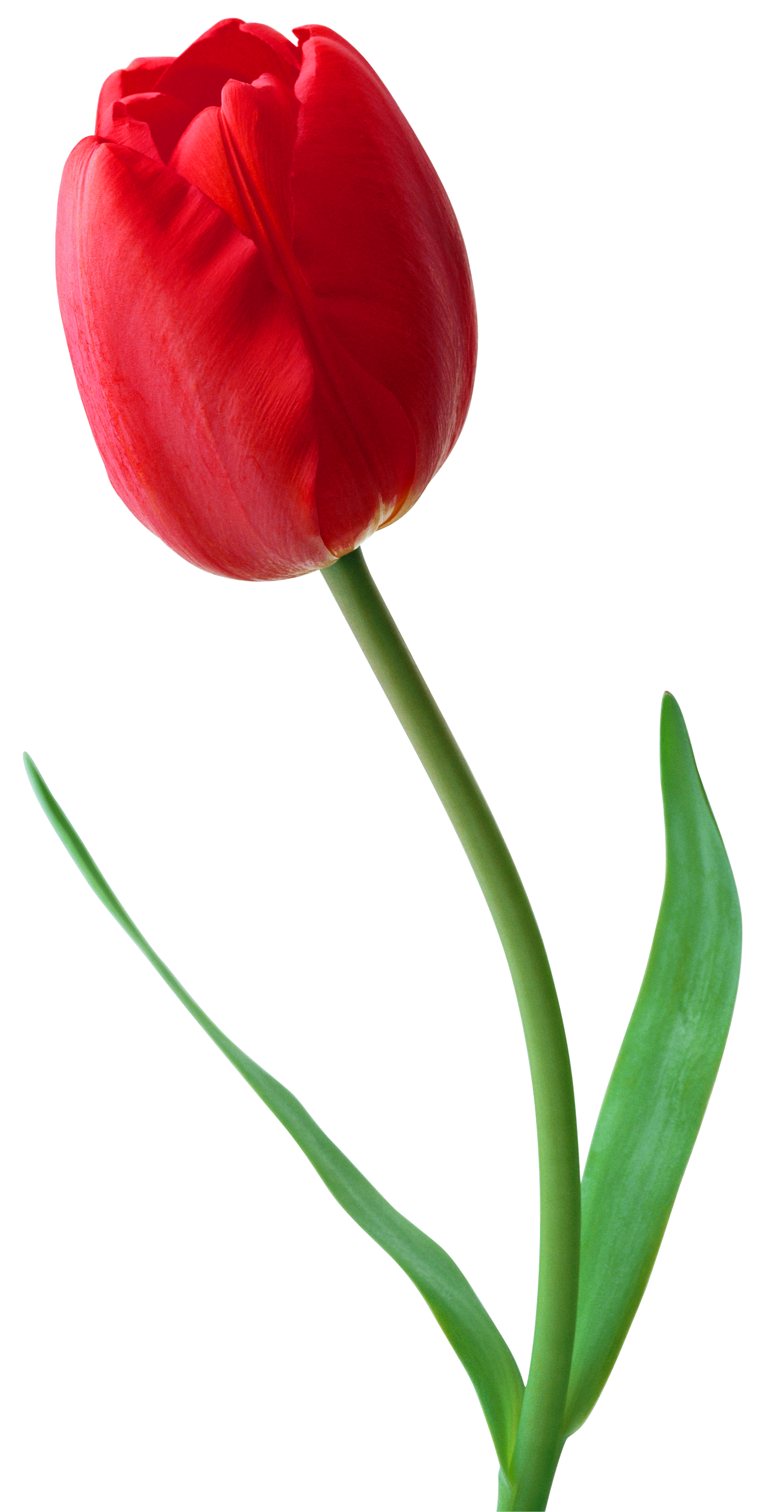 Large PNG Red Tulip Clipart