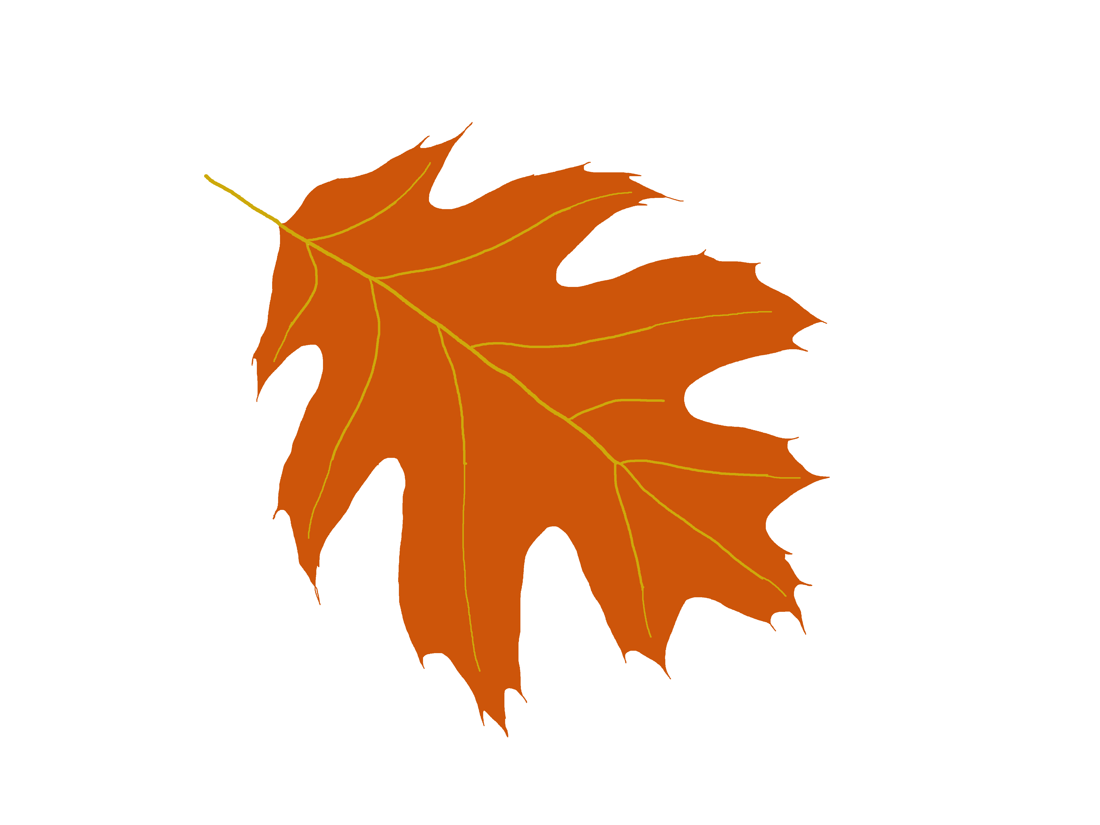 Oak tree leaf clipart
