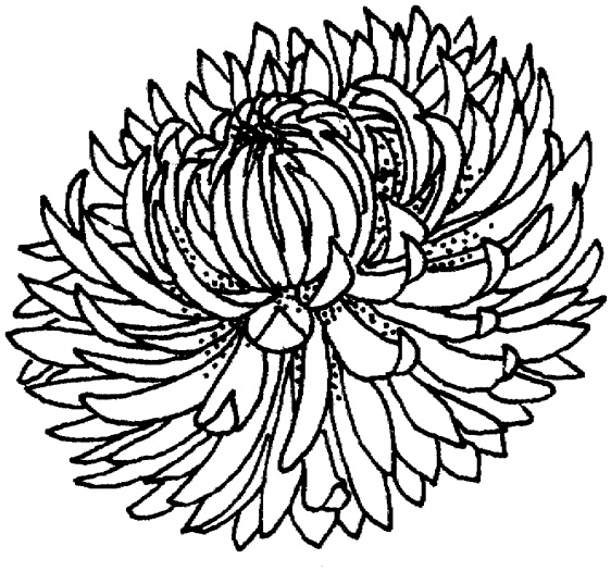 Gerber Daisy Drawing