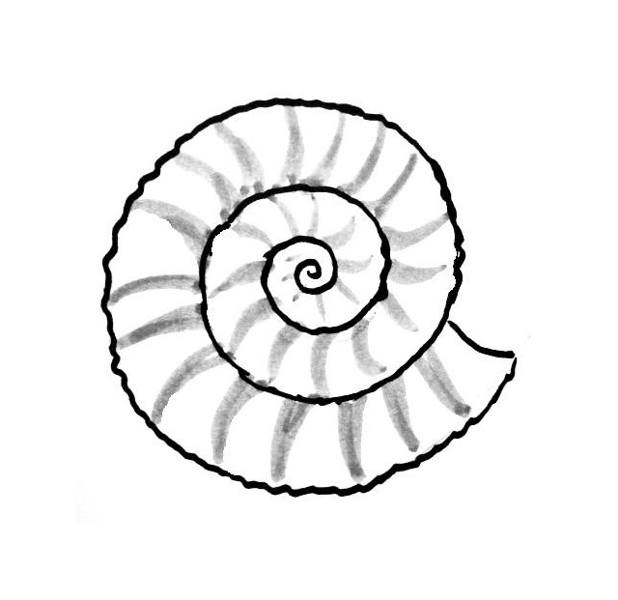 Sea shell coloring pages