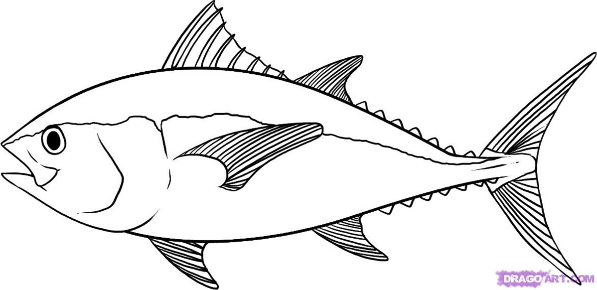 fish drawing fish drawing best images collections hd for gadget ...