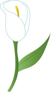 Calla Lily Clipart