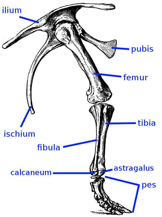 GEOL 104 FC: Anatomy & Taxonomy