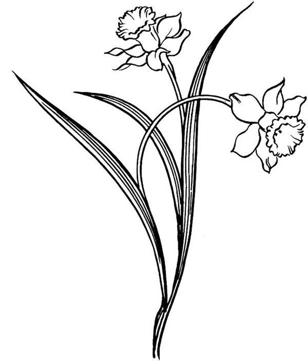 Realistic Drawing of Daffodil Coloring Page: Realistic Drawing of ...