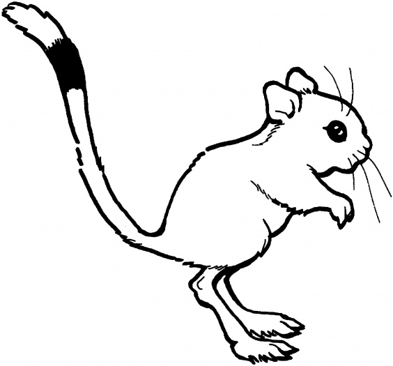 Kangaroo Outline