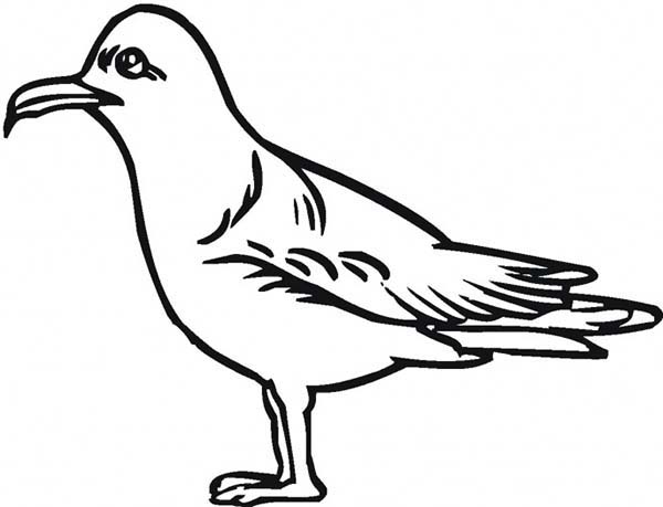 Seagull | NetArt