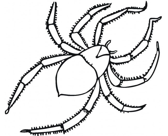 Spider Shape Template - 55+ Crafts &amp; Colouring Pages | Free ...