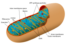 A-level Biology/Cells - Wikibooks, open books for an open world