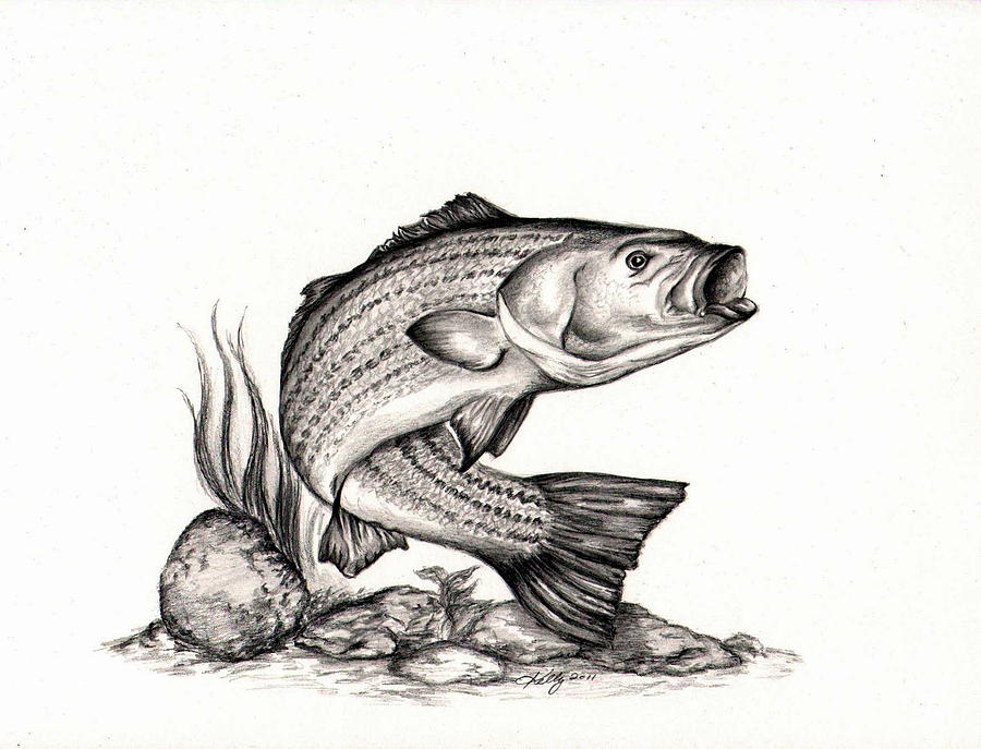 Striper Drawing by Kathleen Kelly Thompson - Striper Fine Art ...