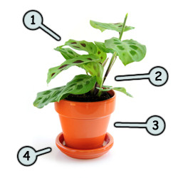 How to draw cartoon plants