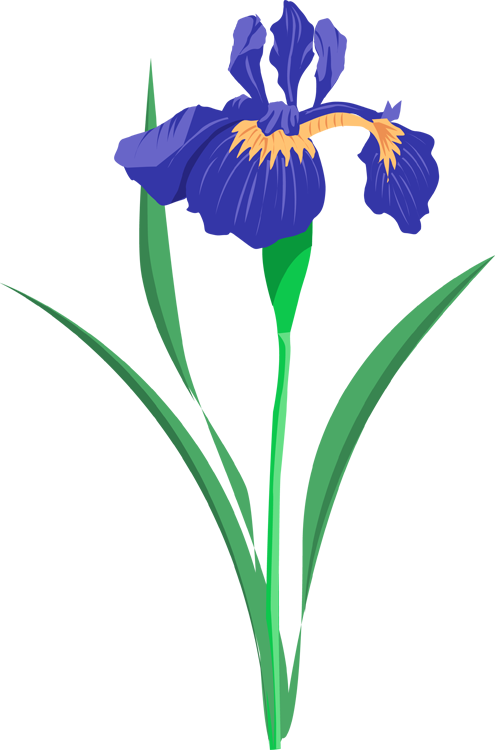 Purple Iris