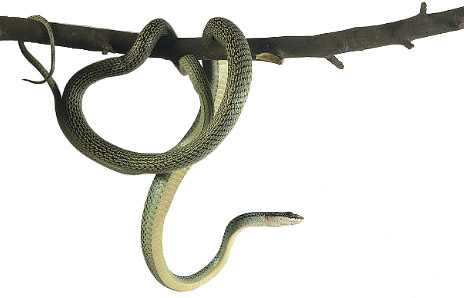Tree snake - Free Clip Art - DK Books