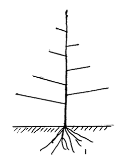 Fruit trees on their own roots