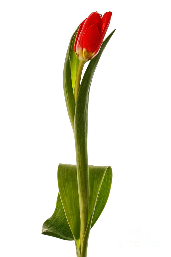 Red Tulip Images