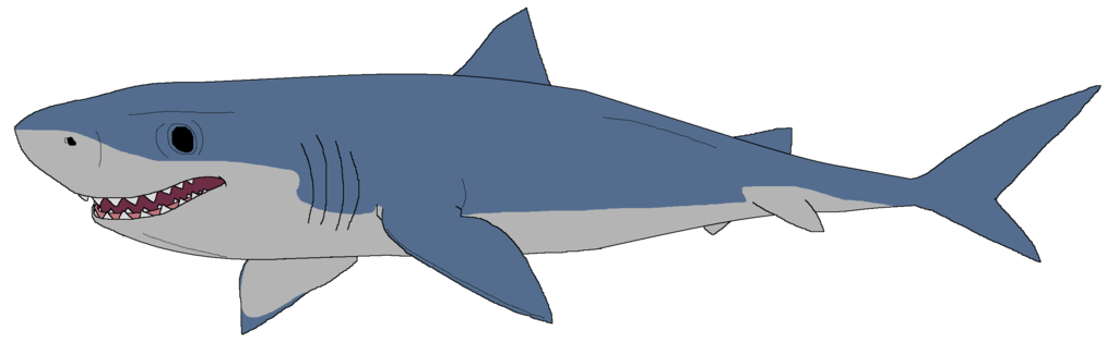 Great White Shark Drawing - ClipArt Best
