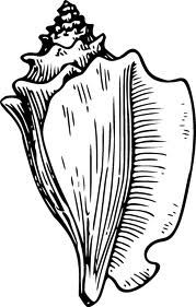 fish | Fish Drawings, Conch and Still Life Drawing