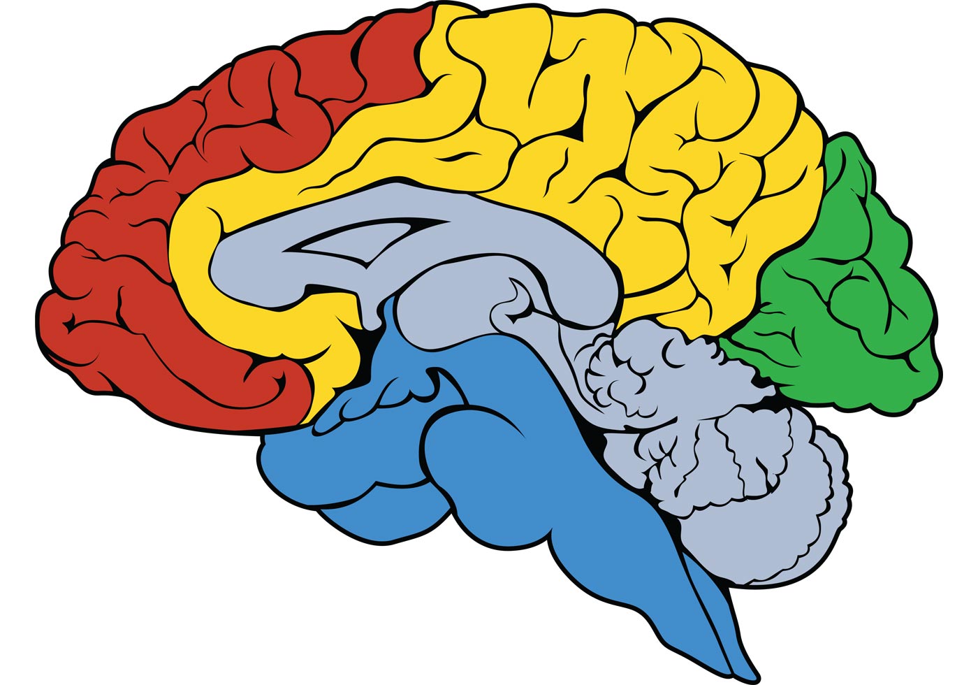 Brain Free Vector Art - (4963 Free Downloads)