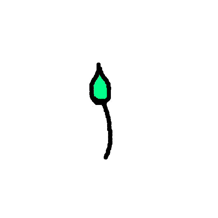 Flower Blooming-Animated