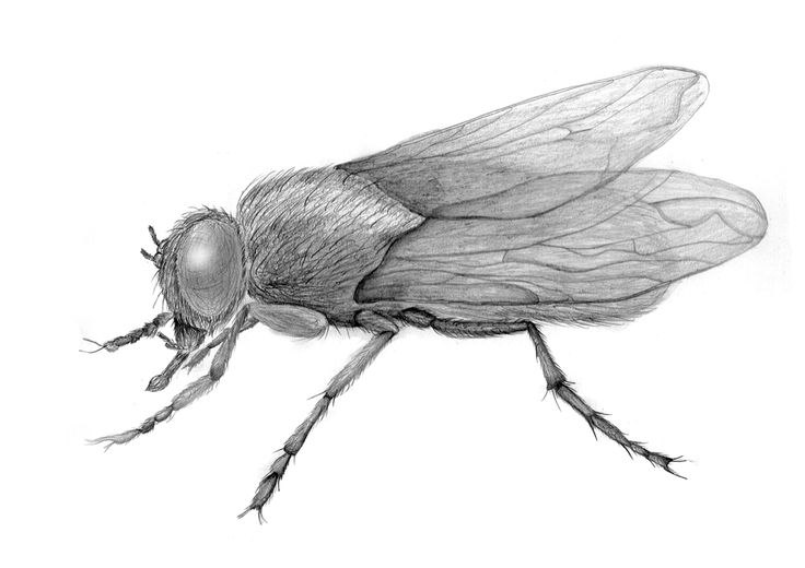 ART insects | 110 Pins