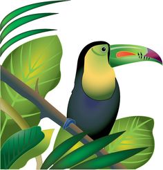 Rainforest | Rainforest Animals, Amazon Rainforest and R…