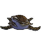 deviantART: More Like hatching sea turtle by purplecatcreatives