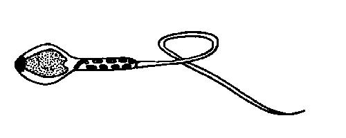 Sperm.JPG