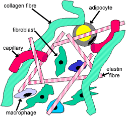 Histology Guide | Connective Tissue