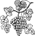 grapes_clip_art_thumb.jpg