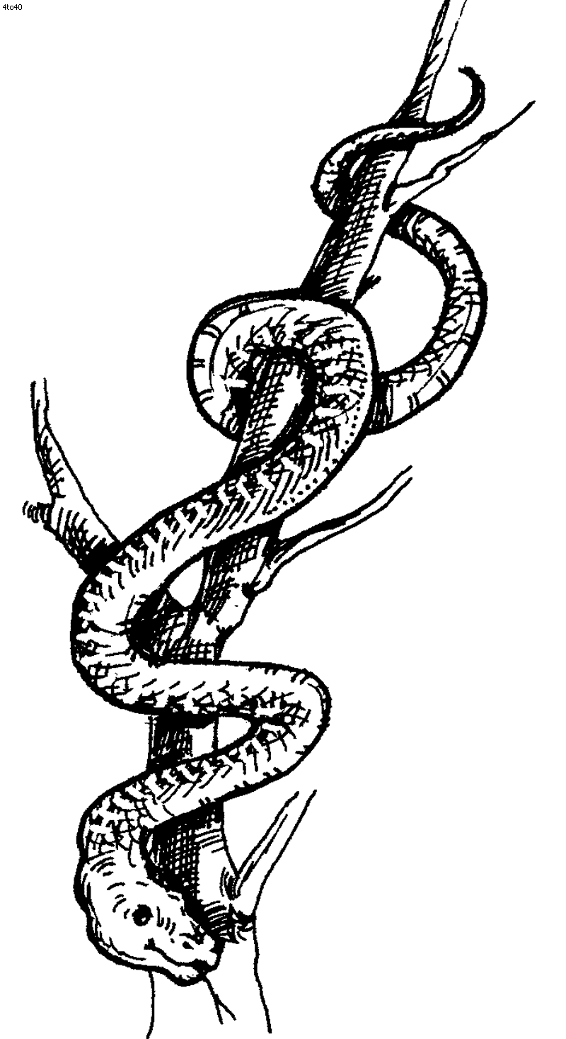 Snake Line Drawing - ClipArt Best