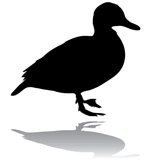 Contribute or volunteer at the South Padre Island Birding and ...