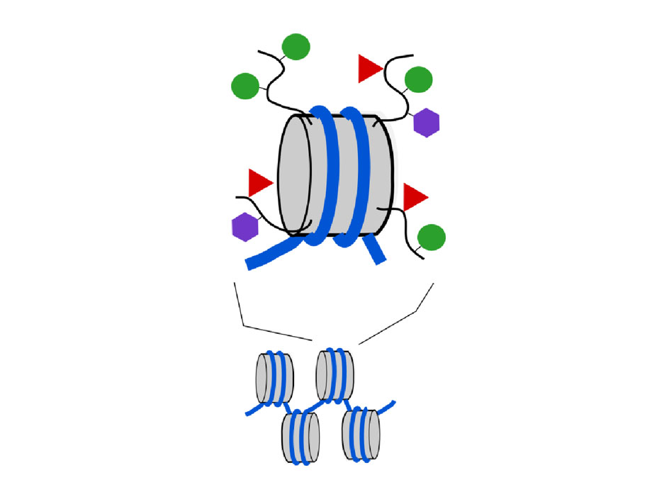 BSCB :: The British Society for Cell Biology :: www.