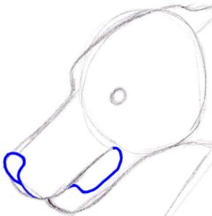 How to Draw a Wolf in Cartoon Style