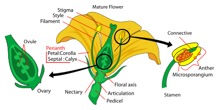 423px-mature_flower_diagram_ ...