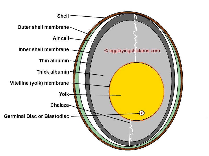 Inside a Chicken's Egg